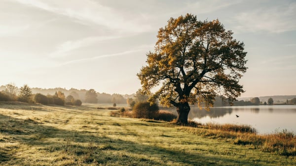 Alte Eiche auf einer Seewiese im goldenen Abendlicht